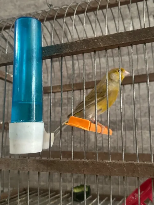 Canari porteur satiner