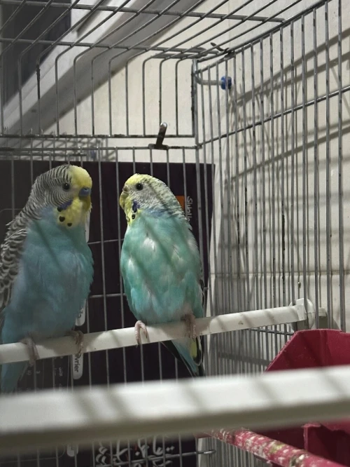 4 couple peruche adultes
