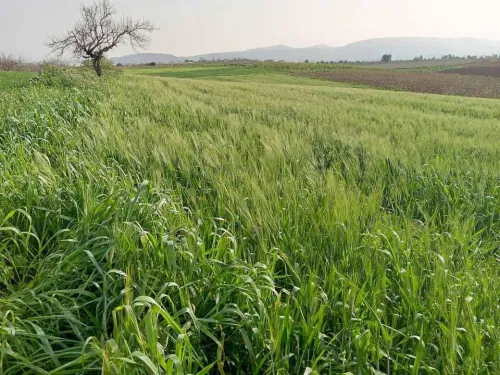 Vente Terrain Agricole Tipaza Ahmar el ain