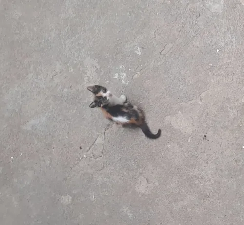 Chaton à donner