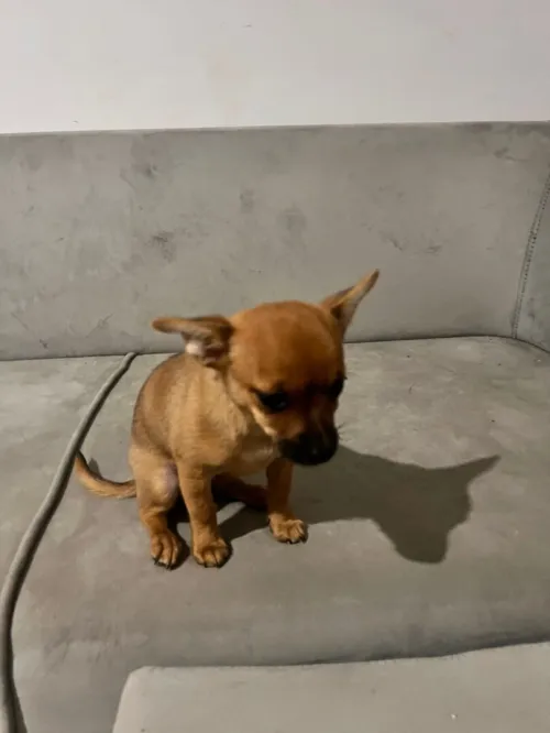  Chiwawa 2 mois femelle Négociable 