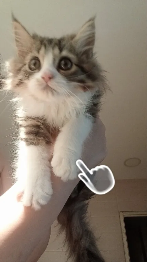 chat de Race 
