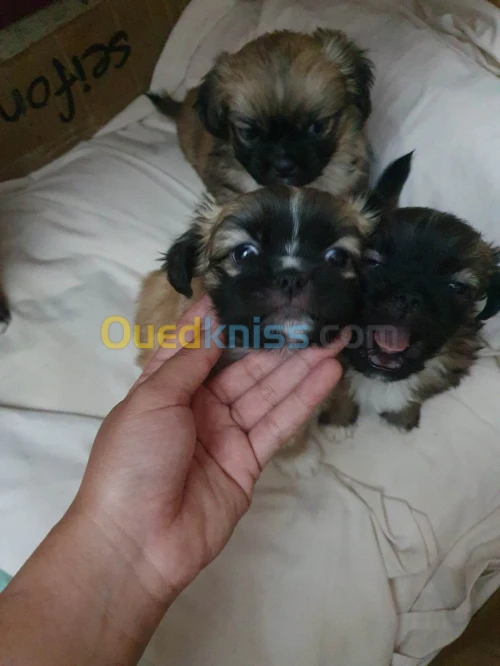 Vent chiot pékinois 