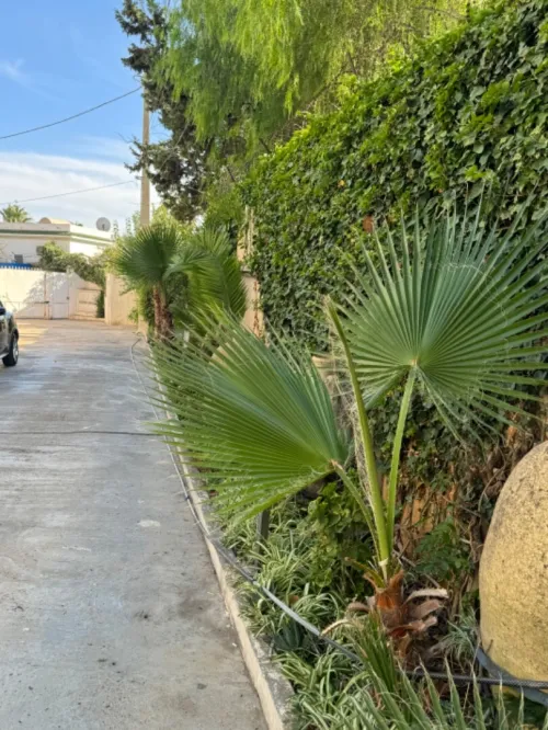 Vente Terrain Alger El biar