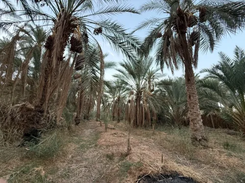 Vente Terrain Agricole Ouargla Rouissat
