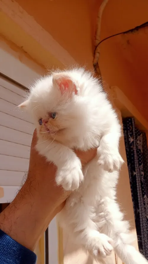 Chaton persan Himalaya red point piké face