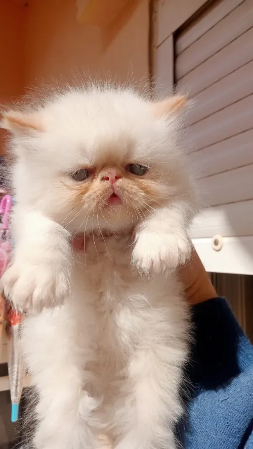 Chaton persan Himalaya red point piké face