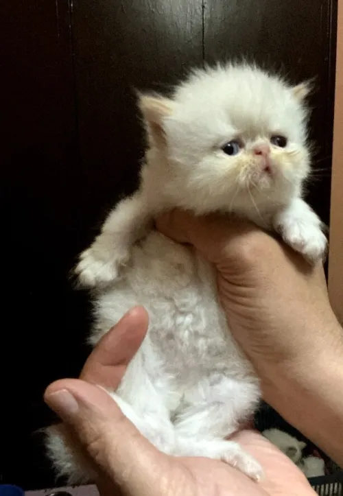 Chaton persan Himalaya red point piké face