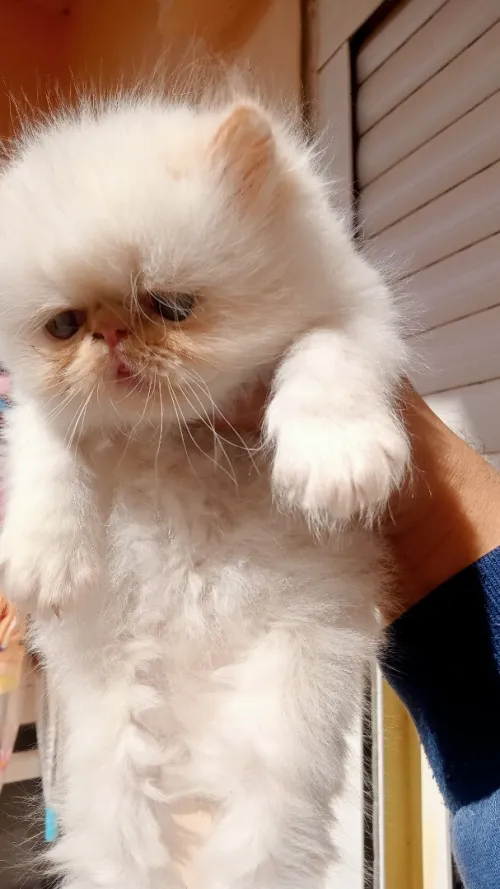 Chaton persan Himalaya red point piké face