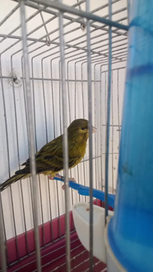 Canaris mâle bague 2025