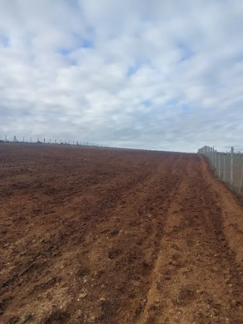 Vente Terrain Agricole Sidi Bel Abbès Sehala thaoura