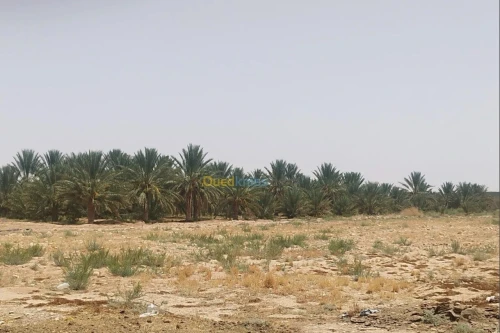 Vente Terrain Agricole Biskra Ourlala
