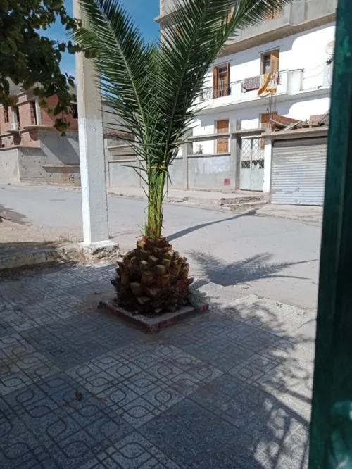 Vente Villa Sétif Setif