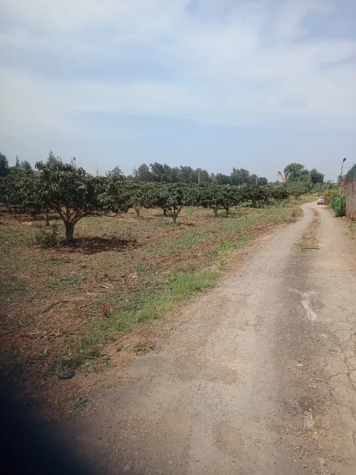Vente Terrain Tipaza Kolea