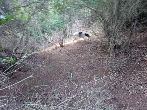 Chienne de chasse
