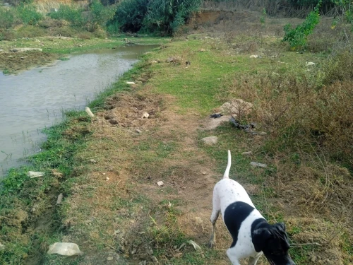 Chienne de chasse
