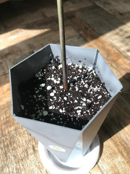 Plante Avocado non-greffés