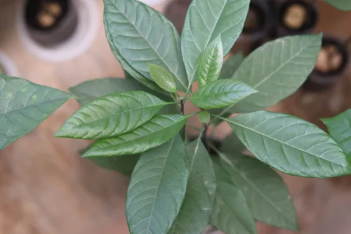 Plante Avocado non-greffés