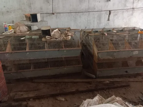 Batterie pour lapine 