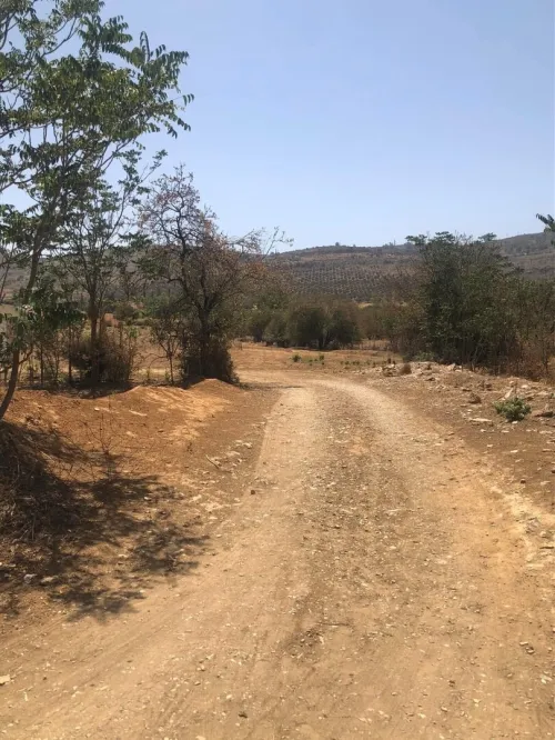 Vente Terrain Tlemcen Mansourah