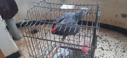Perroquet gabon