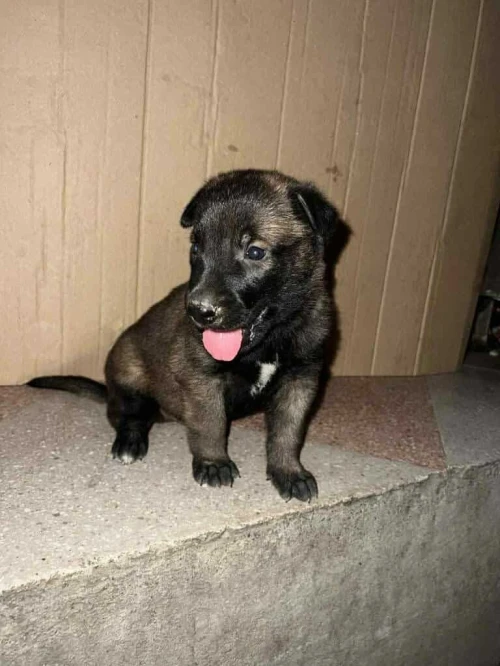 Chiot malinois charbonner 