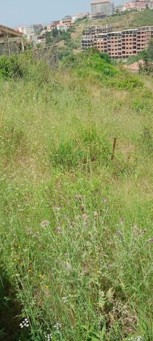 Vente Terrain Tizi Ouzou Azeffoun 3