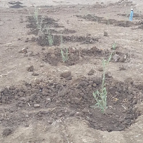 Vente Terrain Agricole Bordj Bou Arreridj Medjana