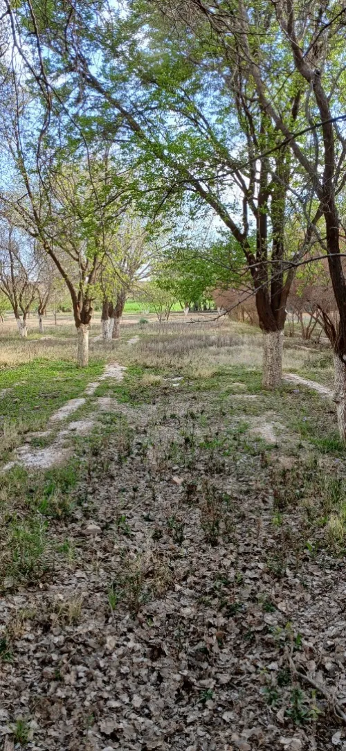 Vente Terrain Agricole Djelfa Messad