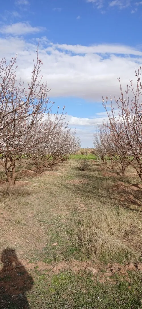 Vente Terrain Agricole Djelfa Messad
