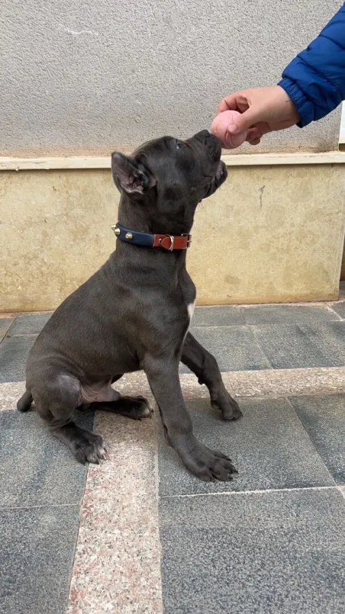 Cane corso 