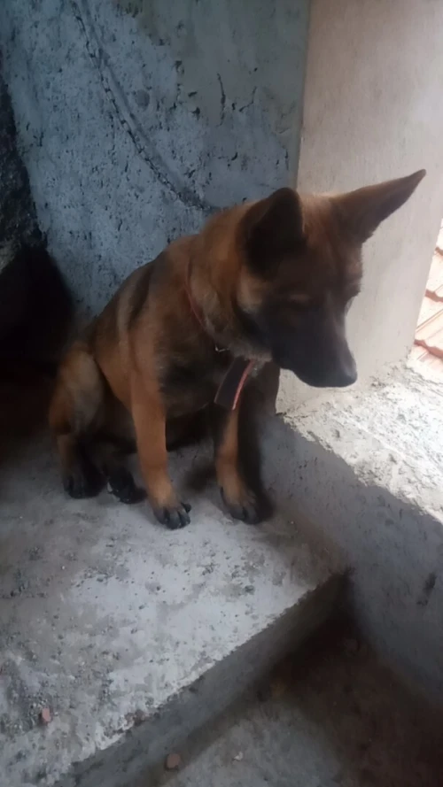 Chien malinois femelle
