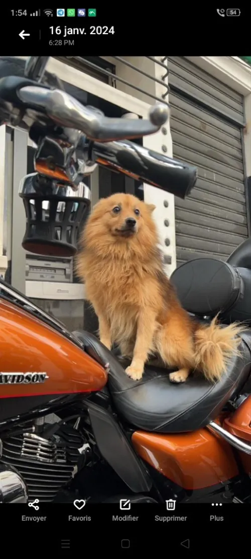 SPITZ JAPONAIS