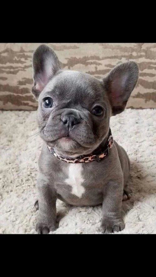 BULL DOG FRANCES