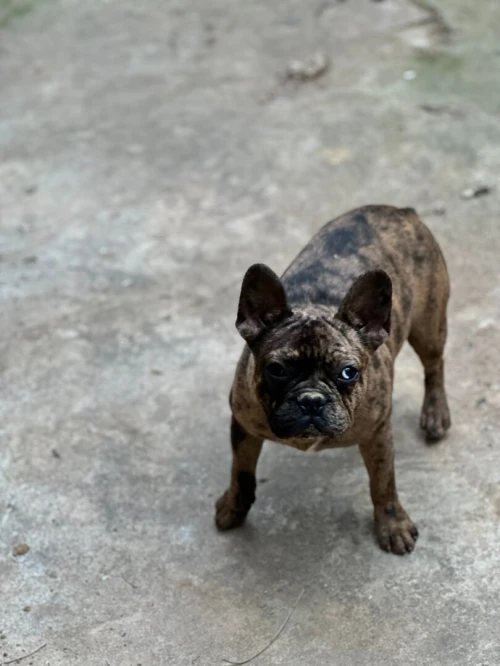 BULLDOG FRANÇAIS PURE RACE