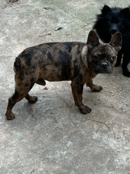 BULLDOG FRANÇAIS PURE RACE