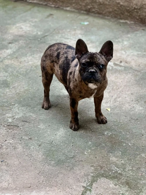 BULLDOG FRANÇAIS PURE RACE