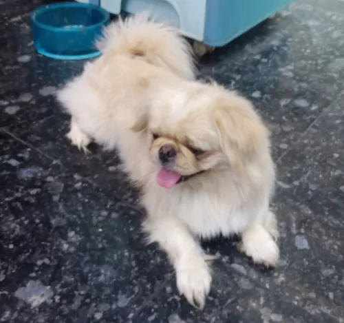 Pekinois male 8 mois