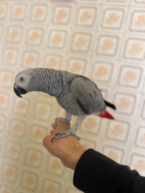 Perroquet Gris de Gabon