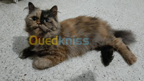 Chatte Persane Pure Race 