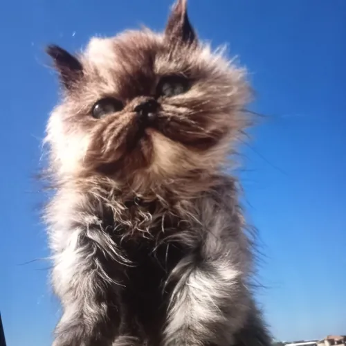 Chats persants