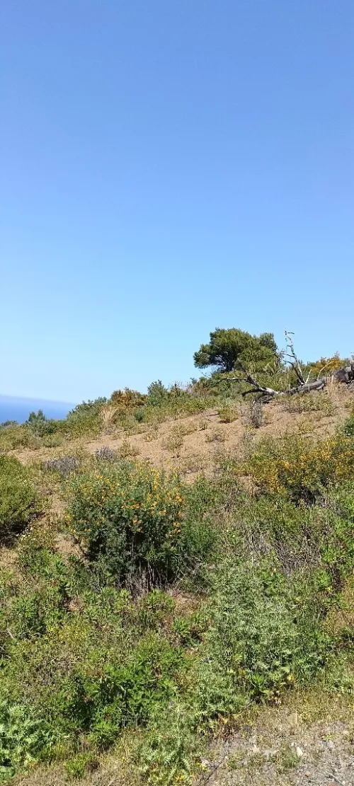Vente Terrain Tizi Ouzou Azeffoun