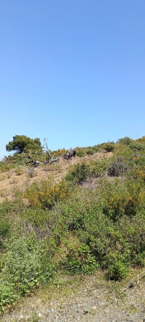Vente Terrain Tizi Ouzou Azeffoun