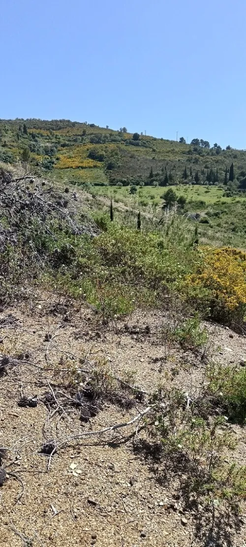 Vente Terrain Tizi Ouzou Azeffoun