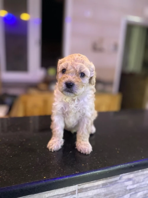 Chiot bichon 