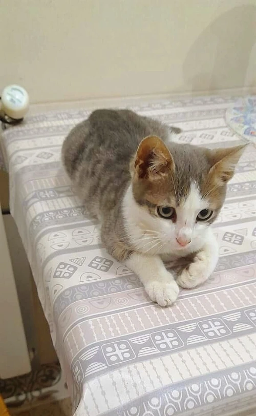 Donne chatons