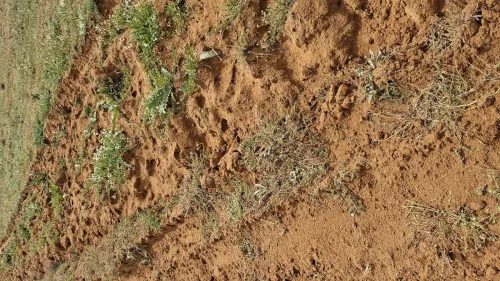 Vente Terrain Agricole Djelfa Birine