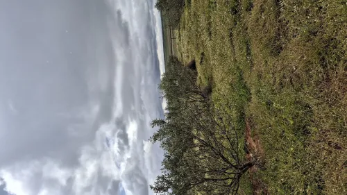 Vente Terrain Agricole Djelfa Birine