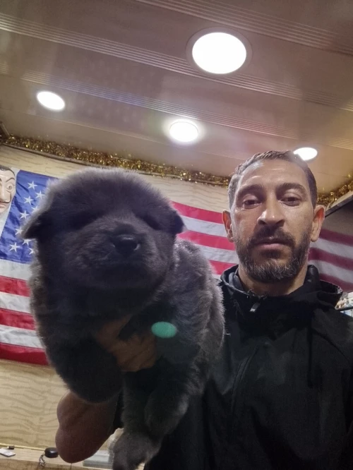 Chow-chow