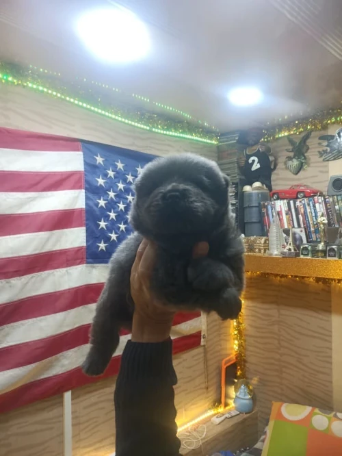 Chow-chow